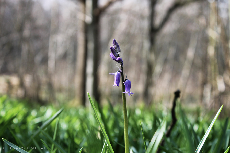 The Woodland Wife - Signs of Spring in the woods