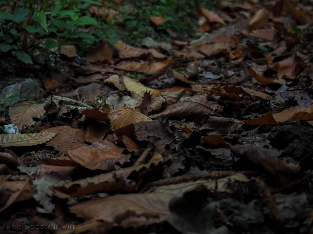 The Woodland Wife - Autumn in the Woods