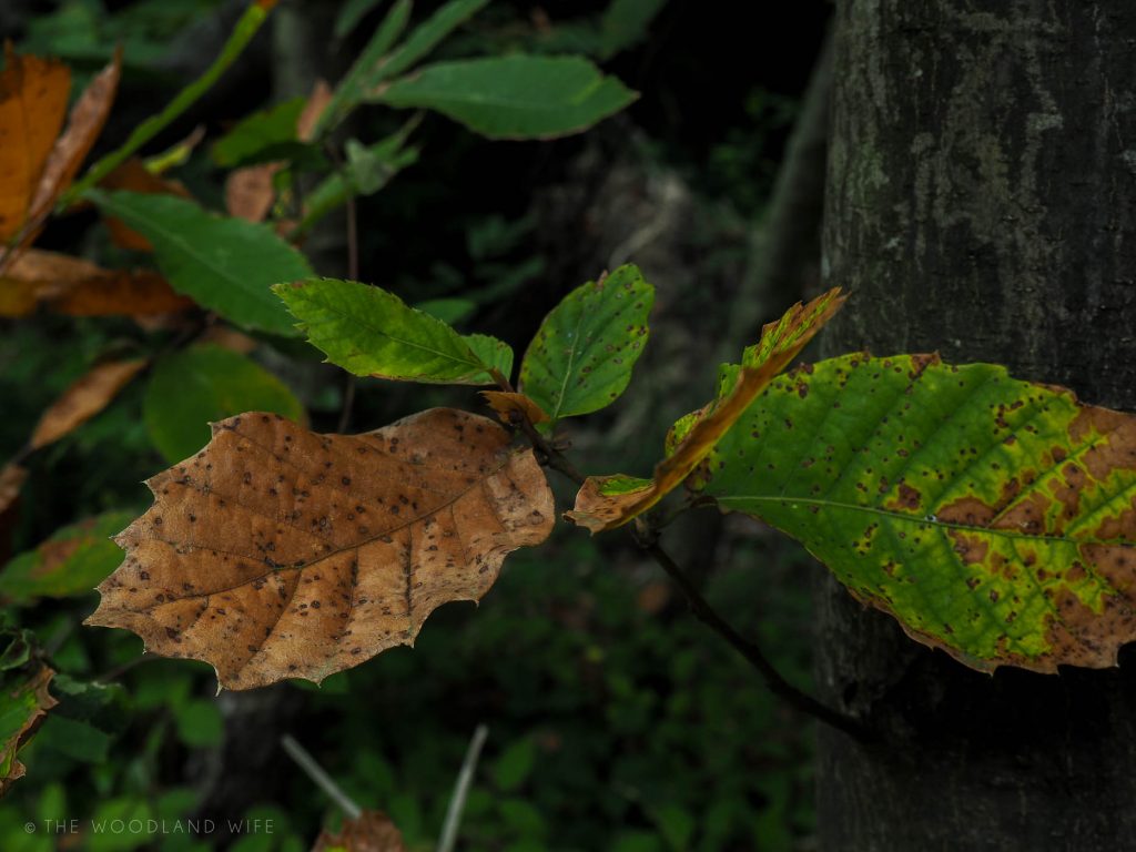 The Woodland Wife - Autumn in the Woods