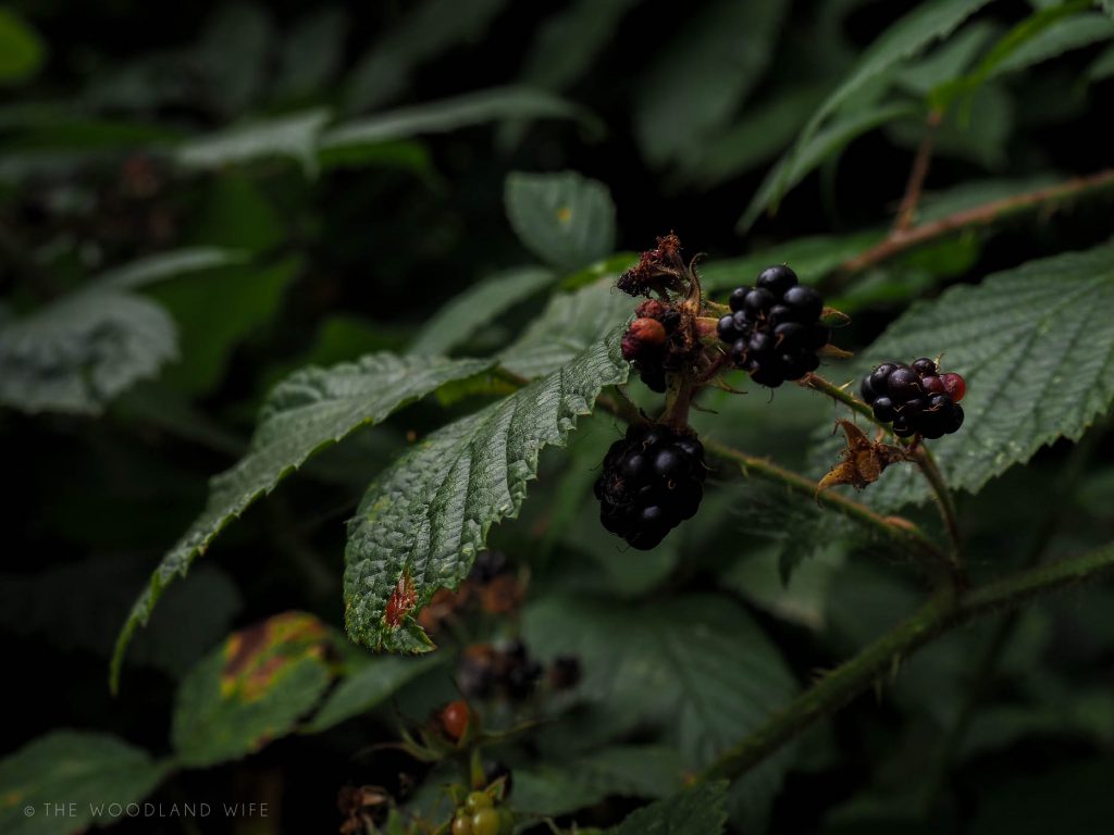 The Woodland Wife - Autumn in the Woods
