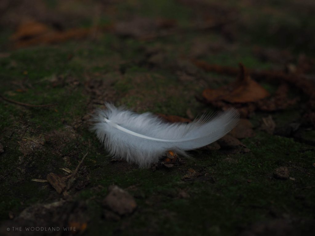 The Woodland Wife - Autumn in the Woods