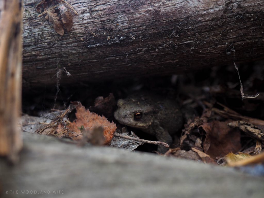 The Woodland Wife - Autumn in the Woods