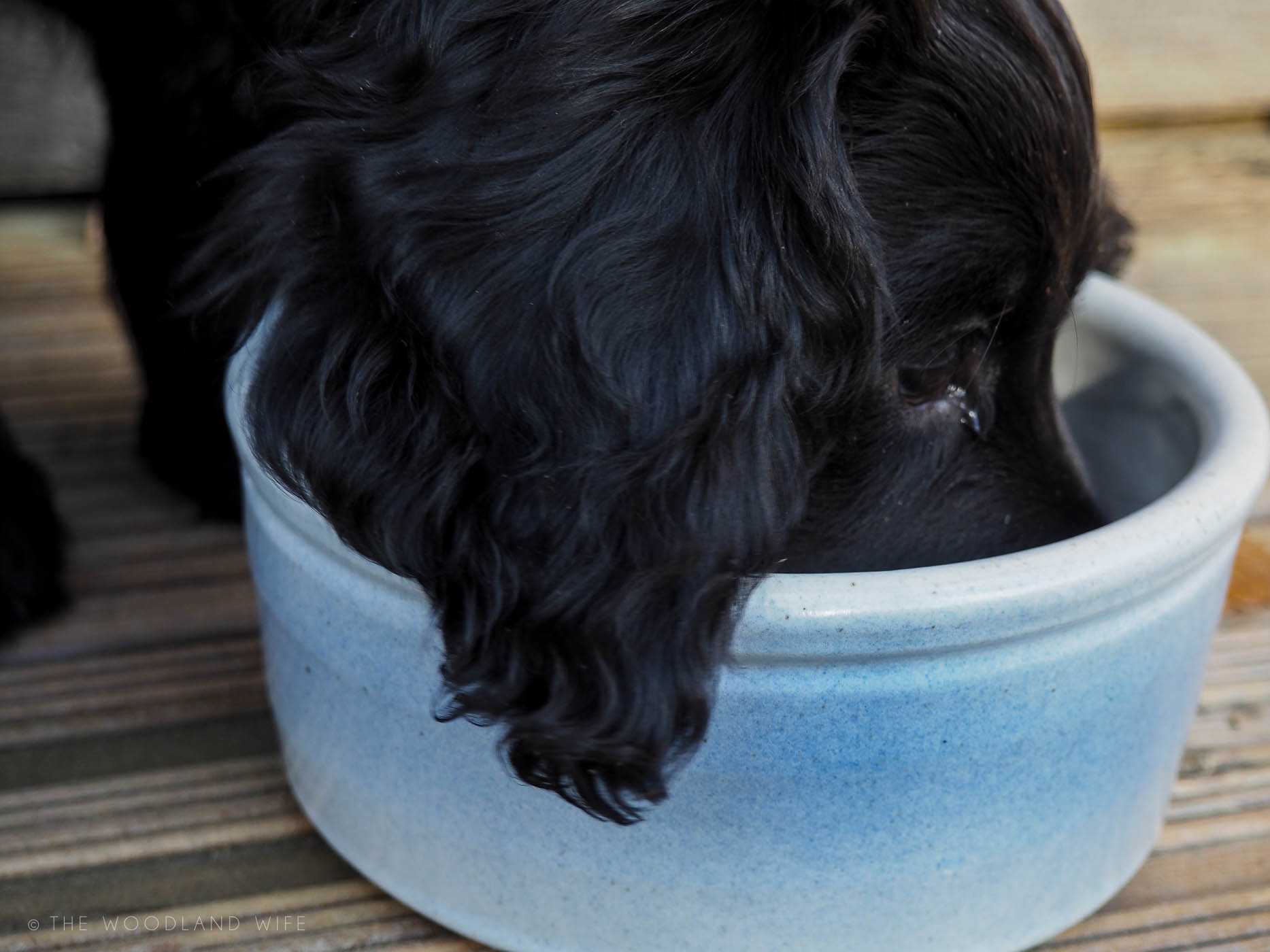 The Woodland Wife - The Dandy Dog Company - Handcrafted Dog Products