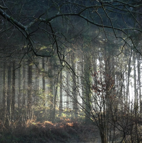 MY SLOW MORNING WITH LIBERTY KELLY – PHOTO COURTESY OF @isobelcambell